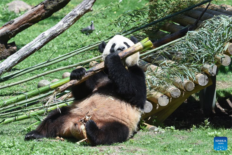 Riesenpanda-Pärchen wird in Madrid vorgestellt