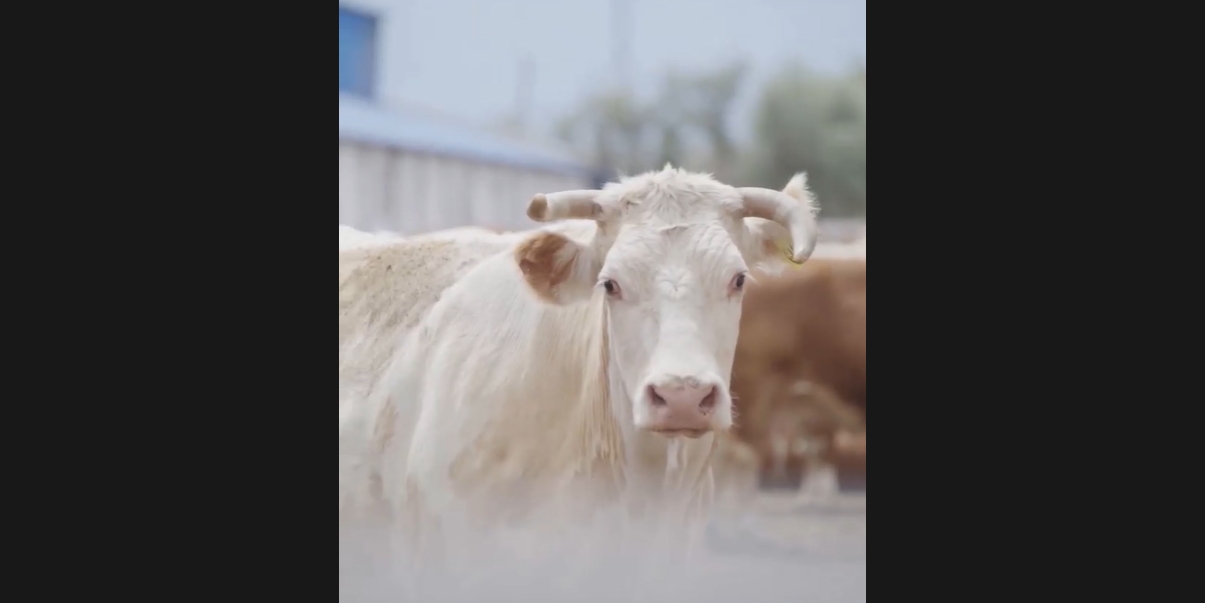  Moderne Viehzucht in Xinjiang