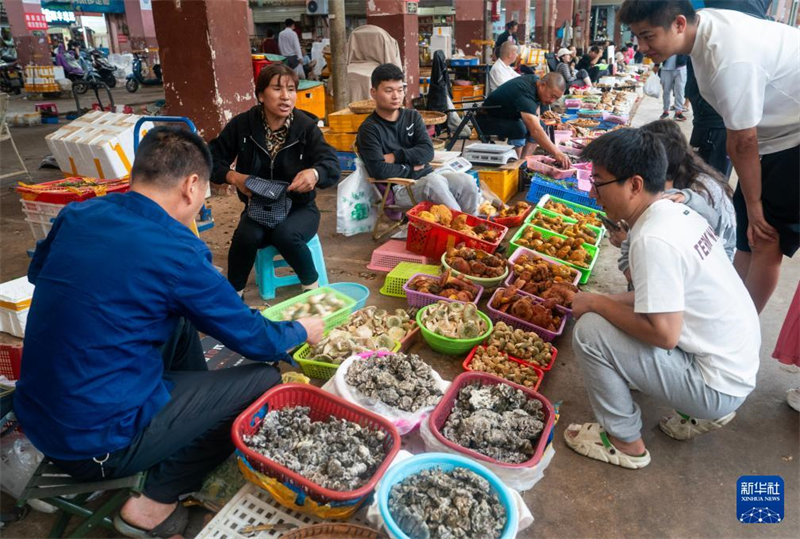 In Yunnan beginnt die Haupterntezeit für essbare Wildpilze