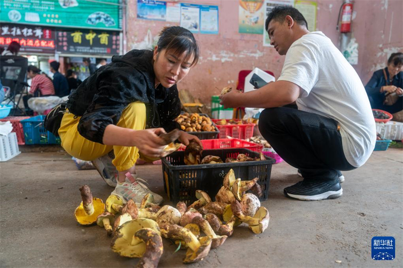 In Yunnan beginnt die Haupterntezeit für essbare Wildpilze