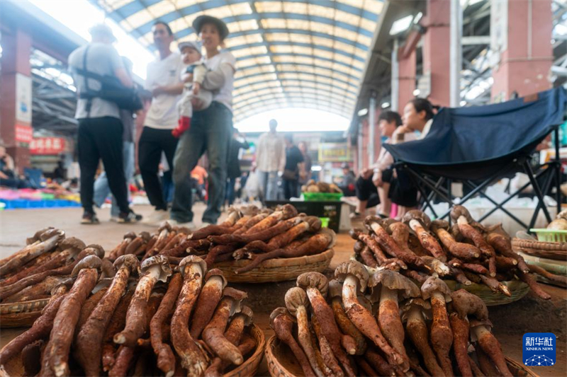 Dieses am 17. Juni 2024 aufgenommene Foto zeigt Wildpilze auf einem Markt in Kunming in der südwestchinesischen Provinz Yunnan. (Foto von Chen Xinbo/Xinhua)