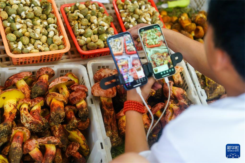 In Yunnan beginnt die Haupterntezeit für essbare Wildpilze