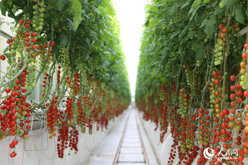 Xinjiang: Kleine Tomaten setzen auf Big Data