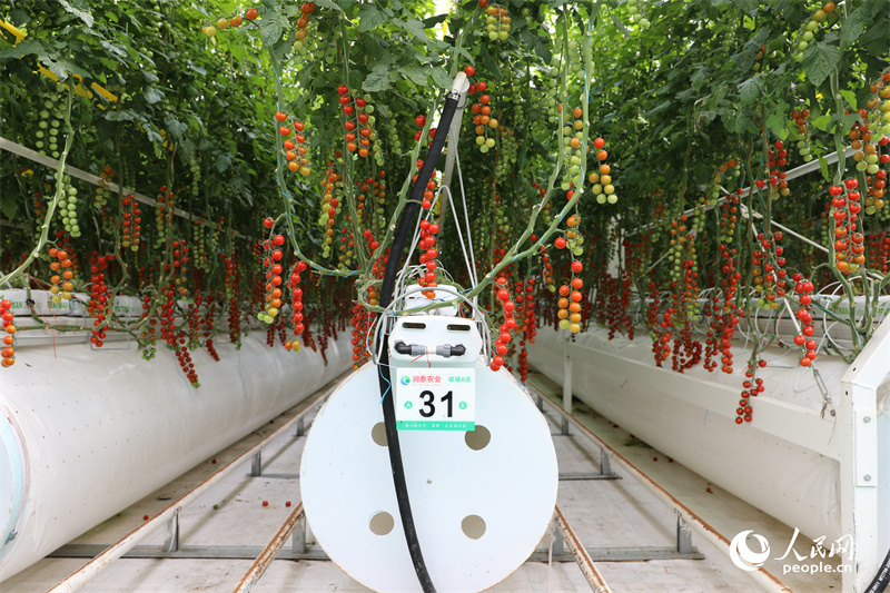 Xinjiang: Kleine Tomaten setzen auf Big Data