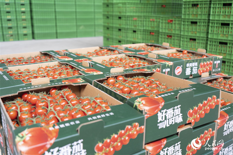 Xinjiang: Kleine Tomaten setzen auf Big Data