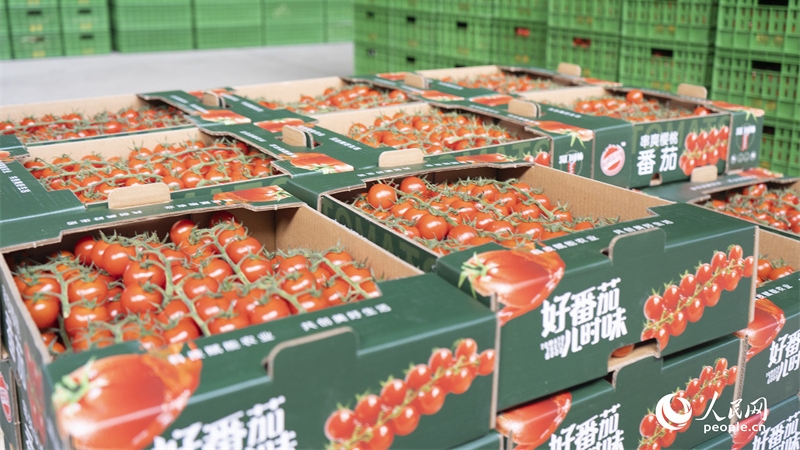 Xinjiang: Kleine Tomaten setzen auf Big Data