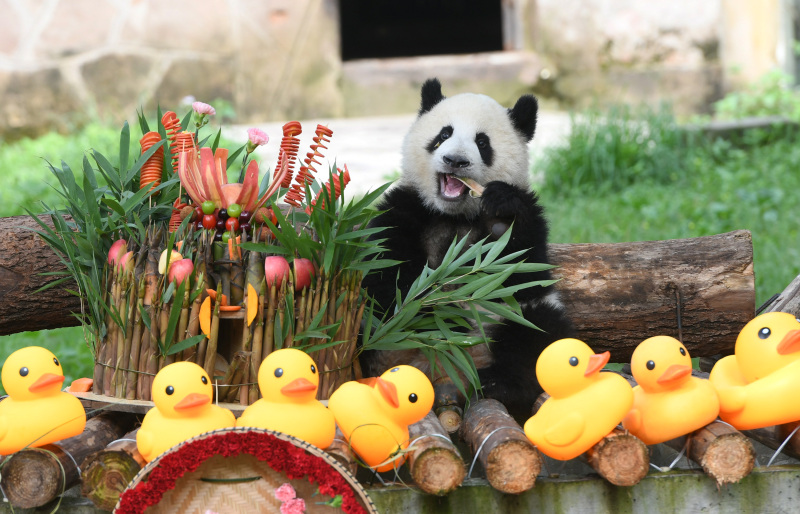 Riesenpanda Mang Cancan feiert in Chongqing seinen ersten Geburtstag