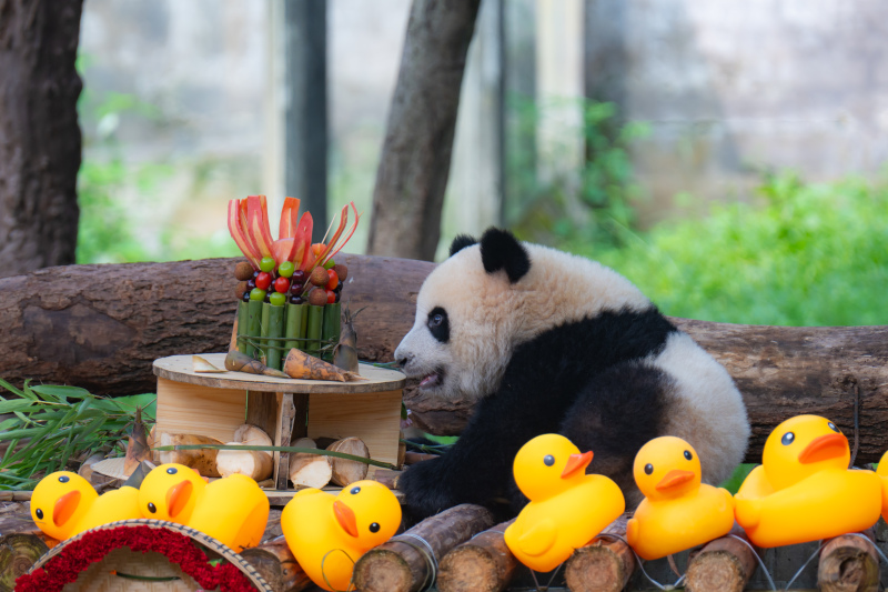 Riesenpanda Mang Cancan feiert in Chongqing seinen ersten Geburtstag