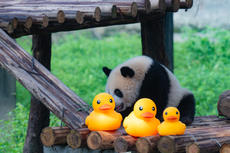 Riesenpanda Mang Cancan feiert in Chongqing seinen ersten Geburtstag