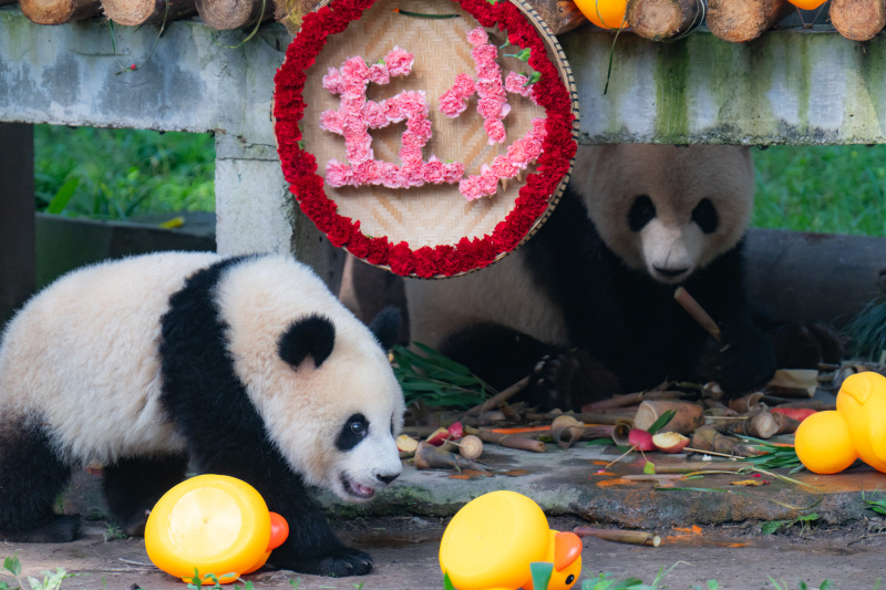 Riesenpanda Mang Cancan feiert in Chongqing seinen ersten Geburtstag