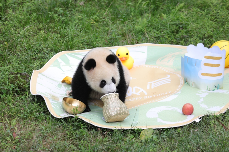 Riesenpanda Mang Cancan feiert in Chongqing seinen ersten Geburtstag