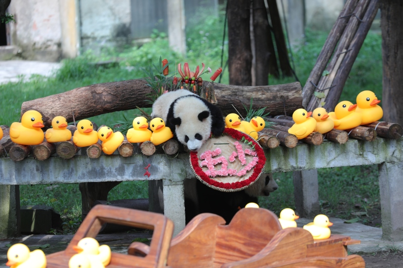 Riesenpanda Mang Cancan feiert in Chongqing seinen ersten Geburtstag