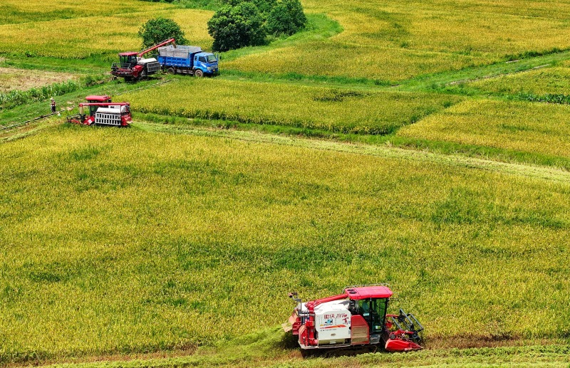 Erntebeginn für großflächigen Frühreis