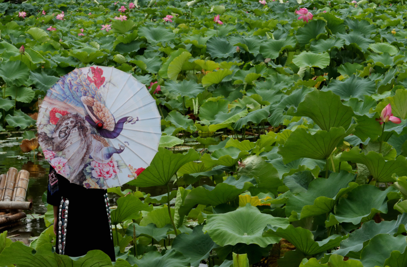 Kunming: 12. Lotusblumenausstellung im Cuihu-Park eröffnet