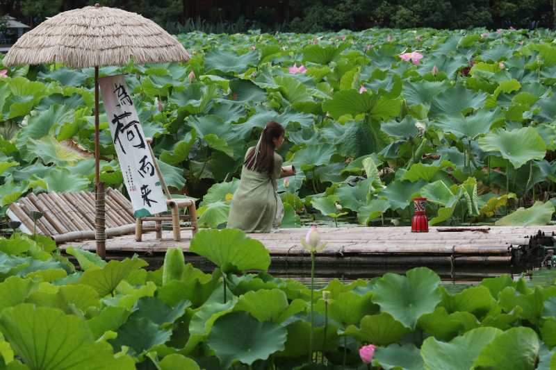 Kunming: 12. Lotusblumenausstellung im Cuihu-Park eröffnet