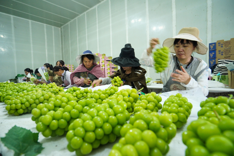 Moderne Landwirtschaft in Pengshan – Erfolgreicher Anbau von Trauben