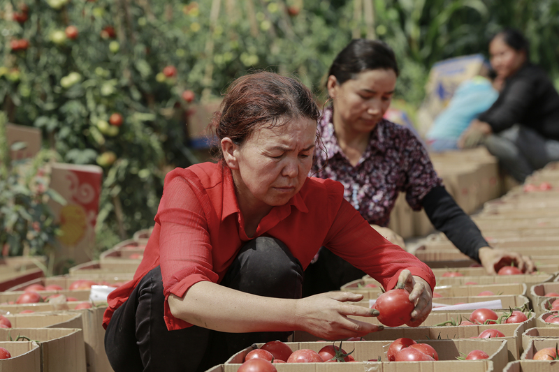 Reife Tomaten bringen Landwirte zum Lachen