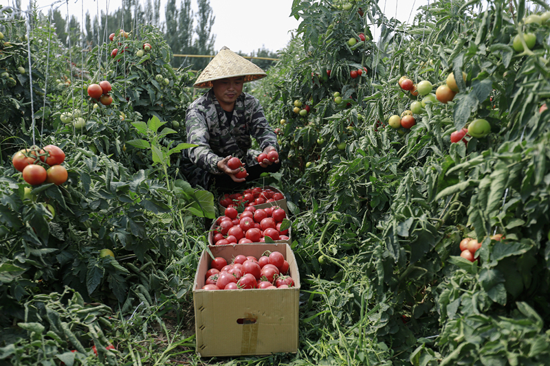 Reife Tomaten bringen Landwirte zum Lachen