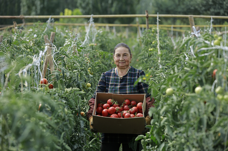 Reife Tomaten bringen Landwirte zum Lachen