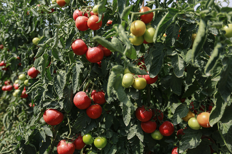 Reife Tomaten bringen Landwirte zum Lachen