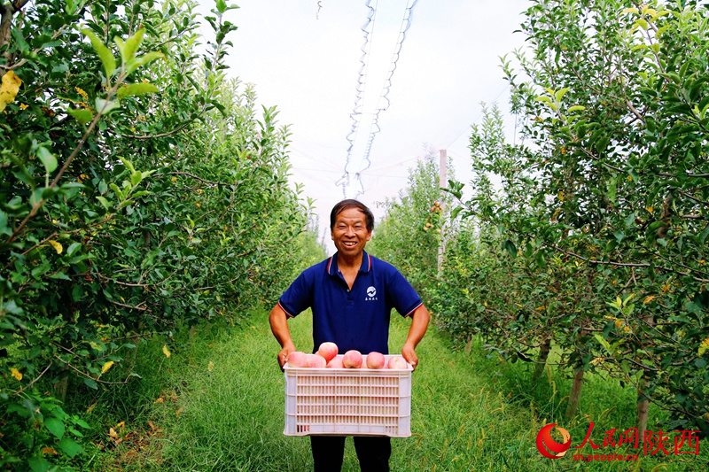  Die Äpfel hängen voller Zweige, und die Obstbauern freuen sich über eine gute Ernte