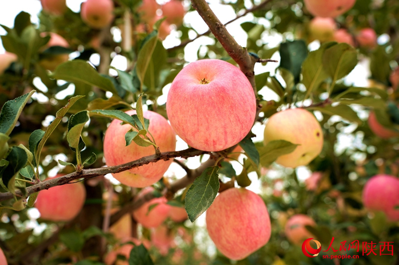 Die Zweige hängen voller Äpfel, und die Obstbauern freuen sich über eine gute Ernte