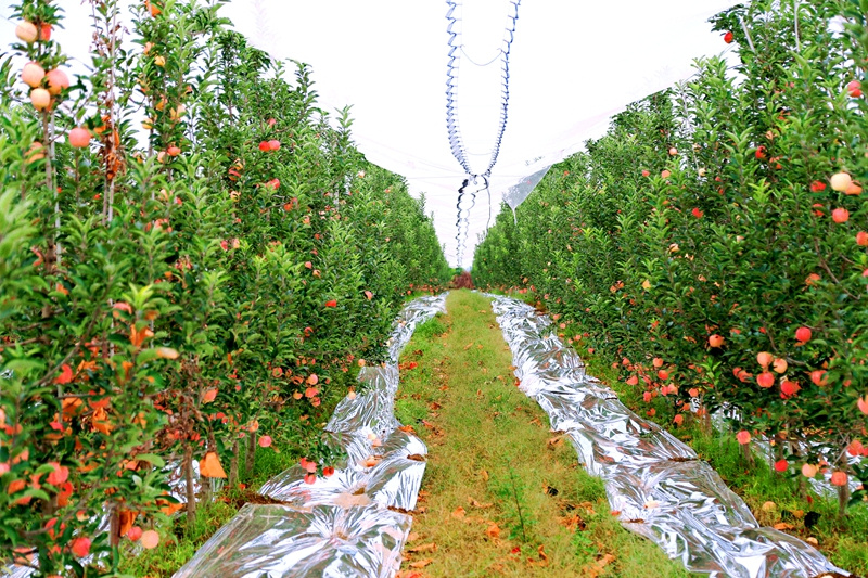 Die Zweige hängen voller Äpfel, und die Obstbauern freuen sich über eine gute Ernte