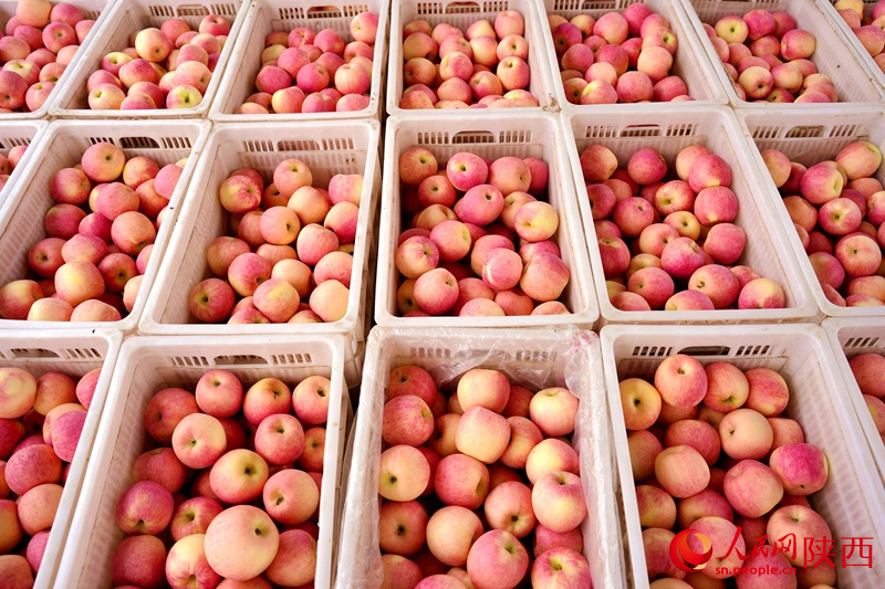 Die Zweige hängen voller Äpfel, und die Obstbauern freuen sich über eine gute Ernte