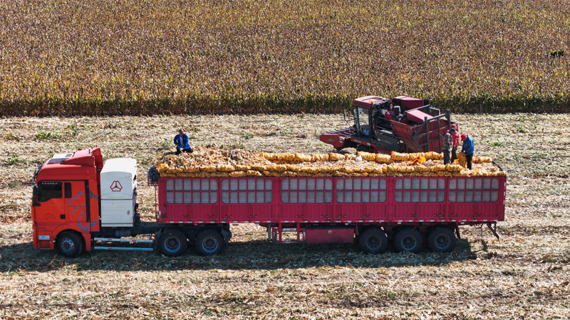 Maisernte in Xinjiang