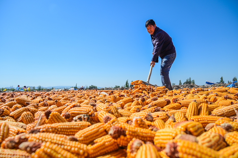 Maisernte in Xinjiang