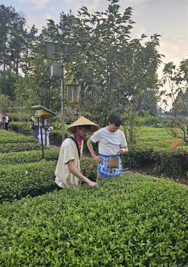 Mediengruppe aus lateinamerikanischen Ländern in Chengdu: Tee pflücken und verkosten waren eine Freude