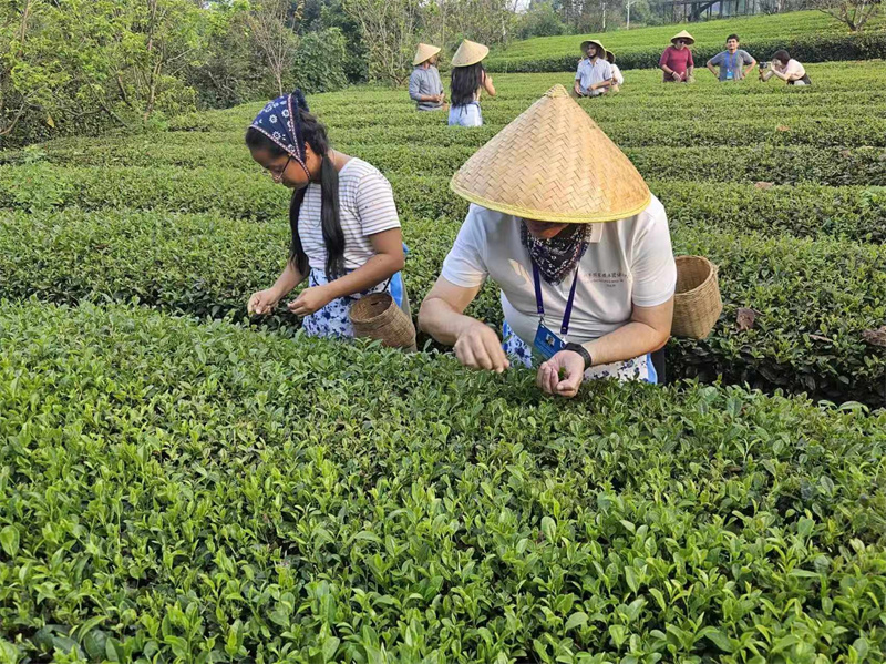 Mediengruppe aus lateinamerikanischen Ländern in Chengdu: Tee pflücken und verkosten waren eine Freude