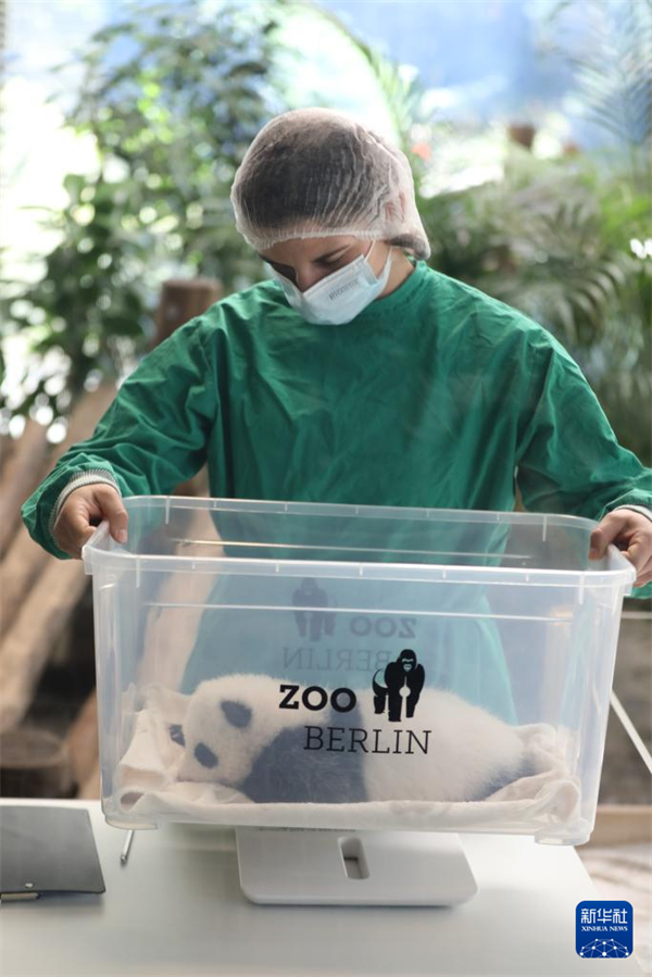 Deutschlands neue Panda-Zwillinge geben ihr Debüt