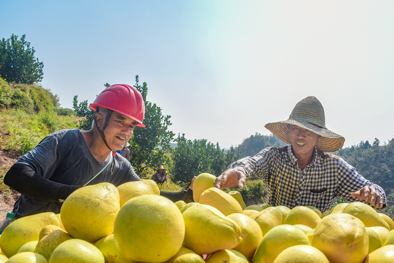 Rekordernte von Honigpomelos in Jiangxi