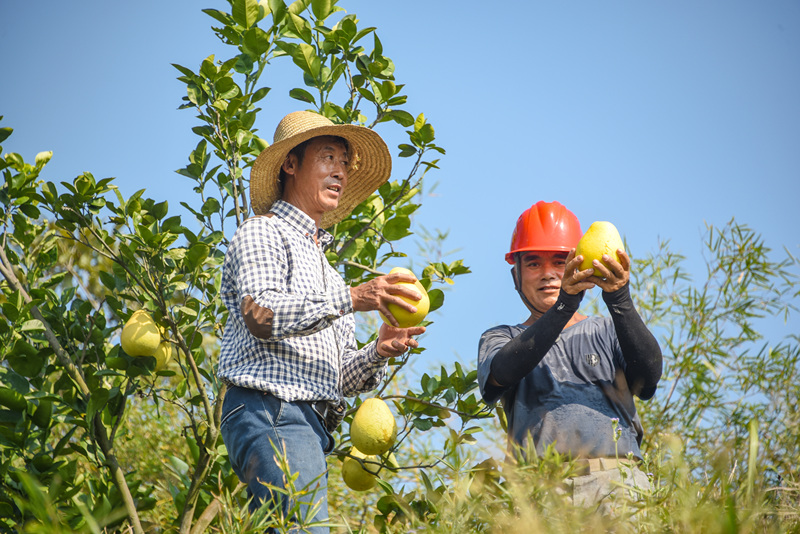 Rekordernte von Honigpomelos in Jiangxi