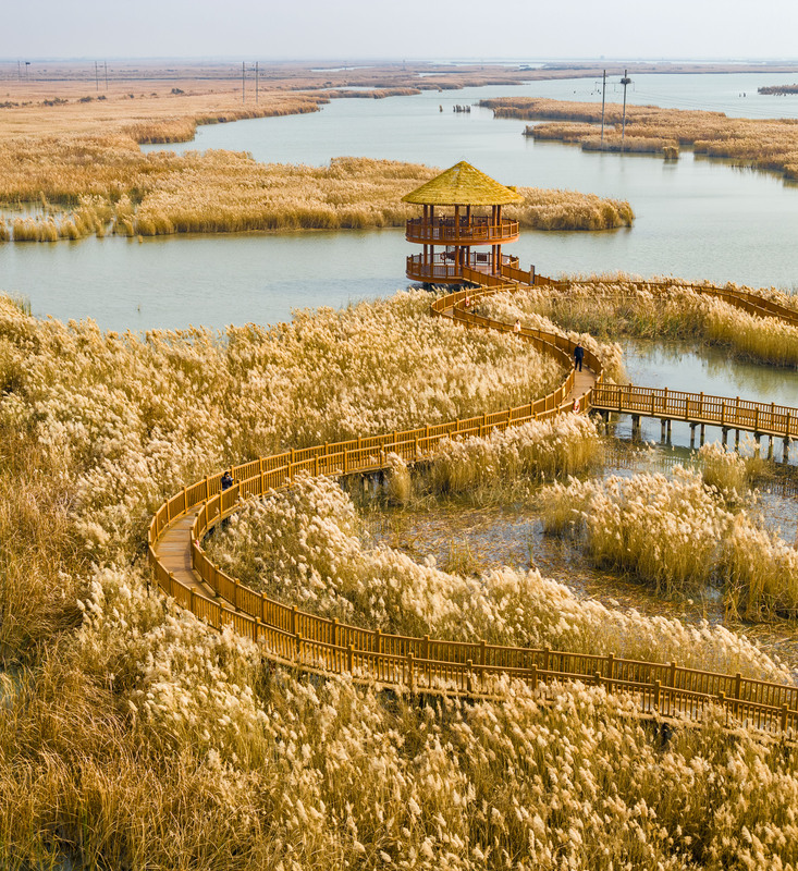 Goldene Pracht am Gelben Fluss in Shandong