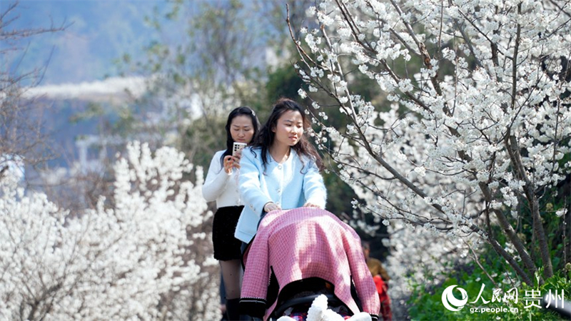 Kirschblütenmeer in Guiyang bildet eine malerische Landschaft