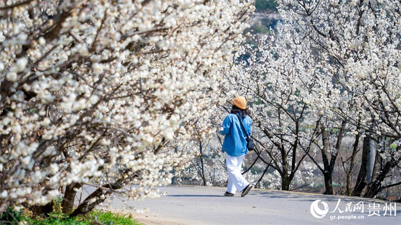 Kirschblütenmeer in Guiyang bildet eine malerische Landschaft