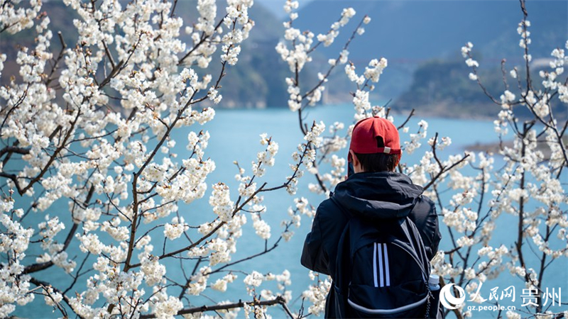 Kirschblütenmeer in Guiyang bildet eine malerische Landschaft