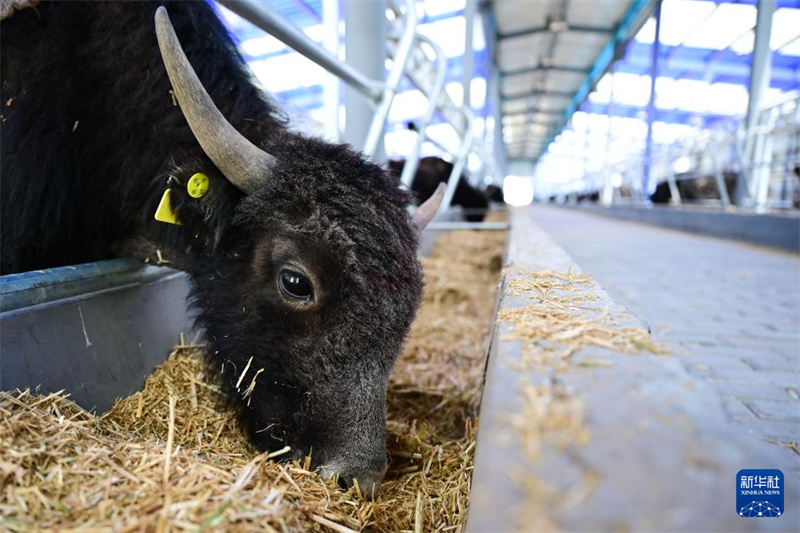 Intelligente Yak-Zucht beflügelt Aufschwung ländlicher Gebiete