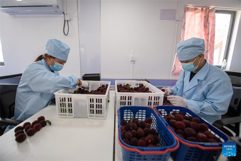 China exportiert frische Dongkui-Wachsbeeren nach Deutschland