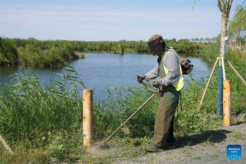 Feuchtgebiete im chinesischen Xinjiang dienen als wichtige ökologische Rückzugsorte