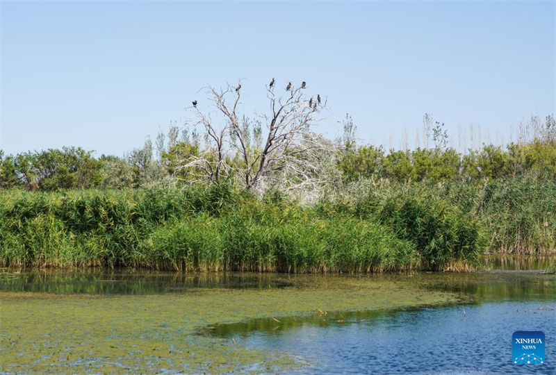 Feuchtgebiete im chinesischen Xinjiang dienen als wichtige ökologische Rückzugsorte