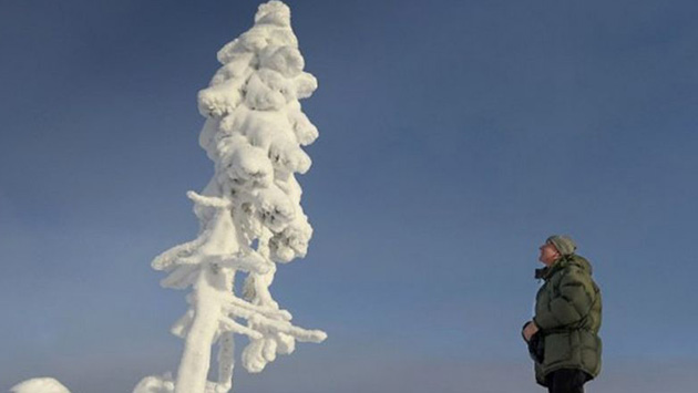 Schweden: der älteste Baum der Welt mit 9500 Jahren entdeckt