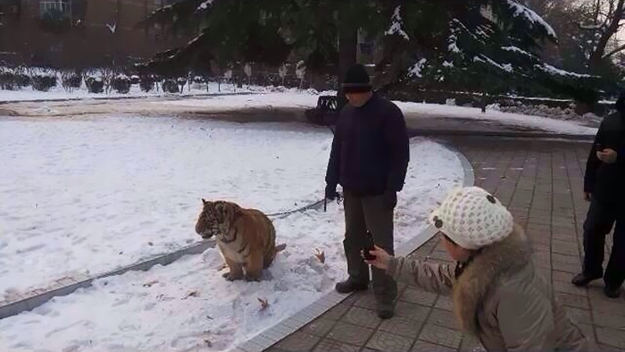 In Henan ist der Tiger los
