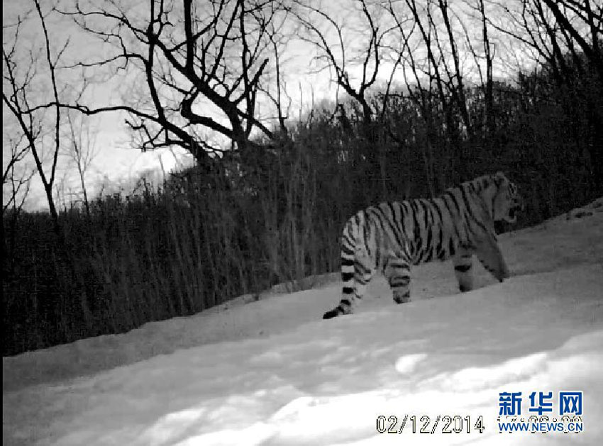 Der Sibirische Tiger lebt!