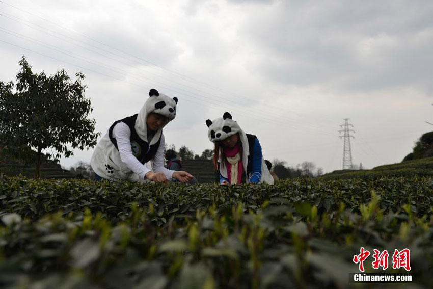 Ein teures Vergnügen – Panda-Tee aus Sichuan