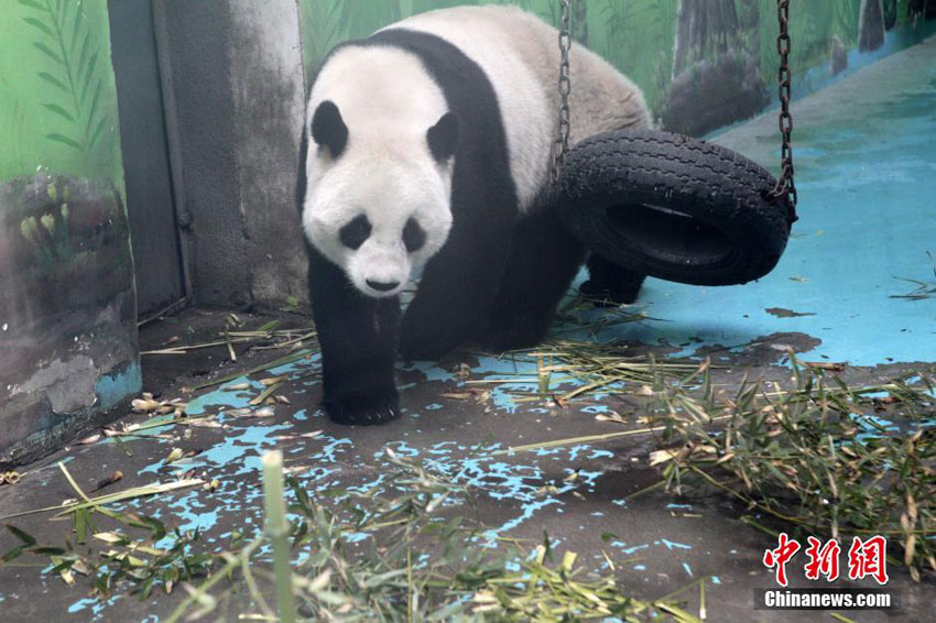 Panda-Verbot für Zhengzhou