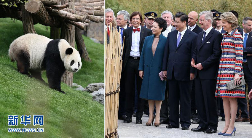 Präsident Xi besichtigt Pandas in Belgien