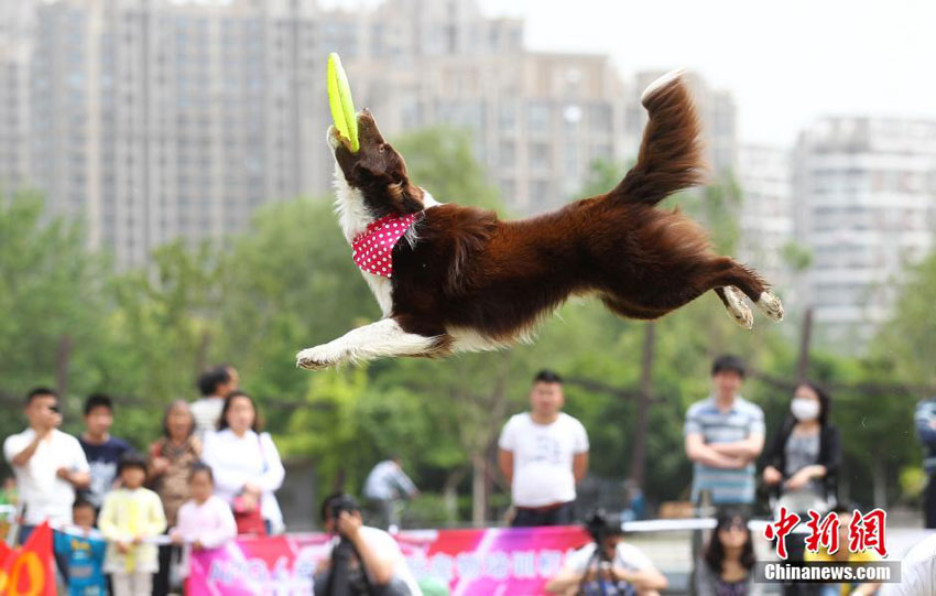 Hunde-Frisbee in Nanjing